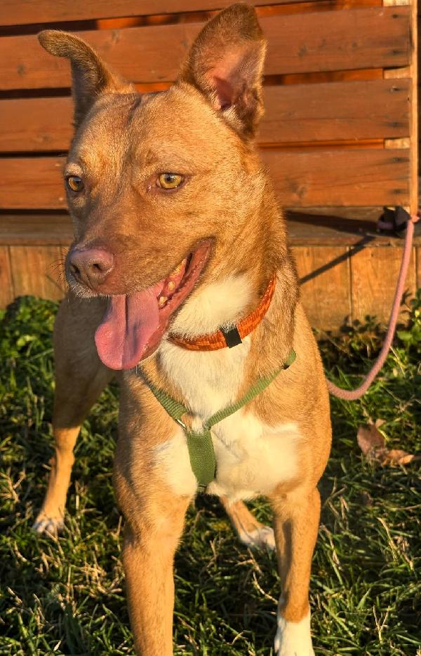 LUCKY OCCHI DI AMBRA Foto 2